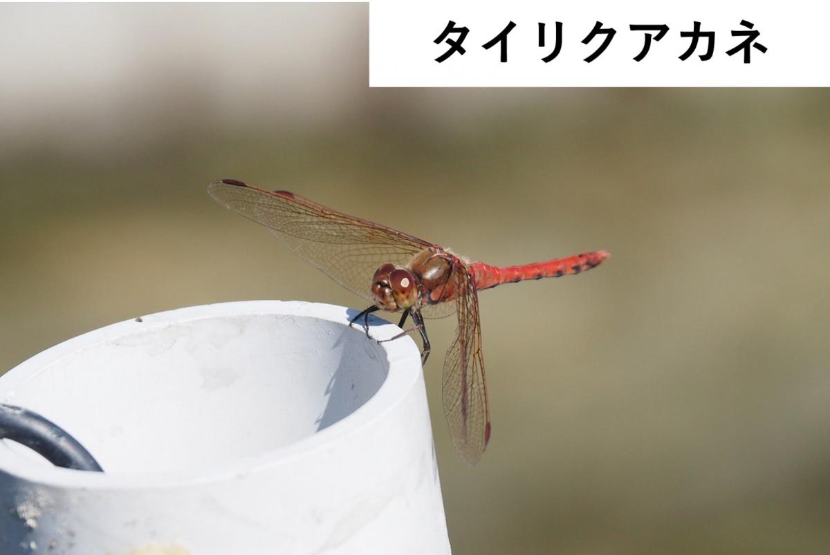 タイリクアカネ