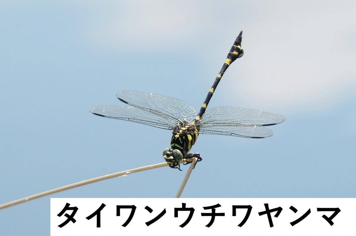 タイワンウチワヤンマ