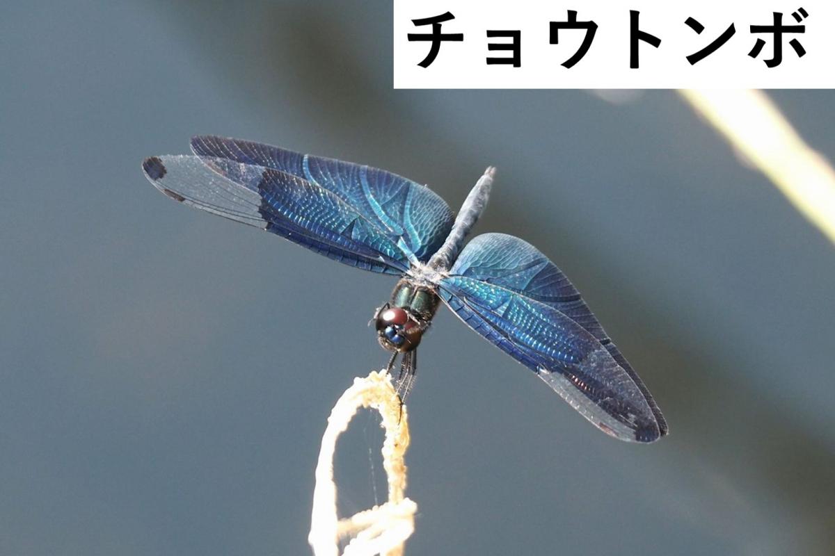 チョウトンボ