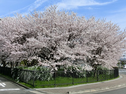 渚水みらいセンター桜の画像