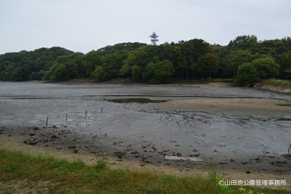 池干しの様子2