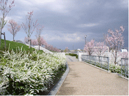 桜開花状況