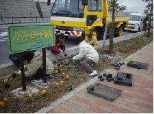 池尻コスモス植栽活動