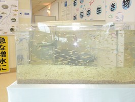 水辺の生き物水族館平成24年1-2