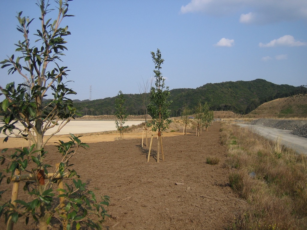 黒田緑化事業団から寄付をいただいたヤマボウシなどの写真です。