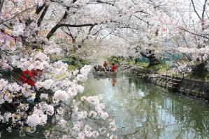 水路の桜を眺める砂子水路側道