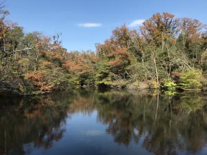 室池を眺める水辺自然園