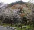 交野山の春の風景