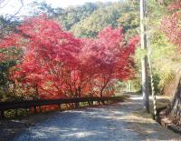 くろんど園地の紅葉