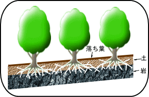 画像です。山が崩れるのを防ぐ働き