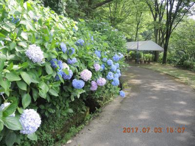 アジサイの花1