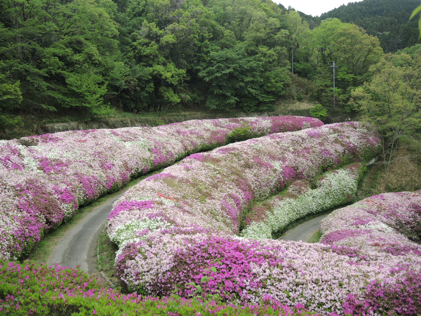 なるかわ園地のつつじ園1