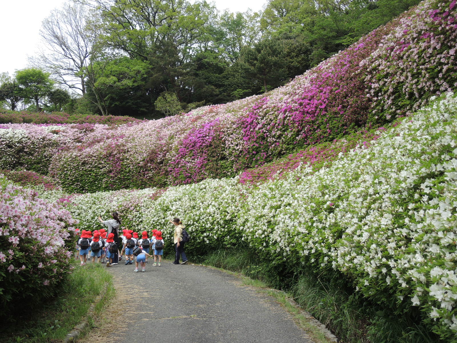 なるかわ園地のつつじ園2