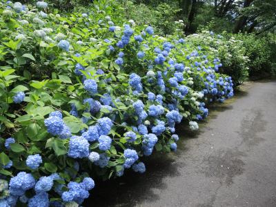 アジサイの花3