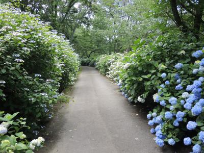 アジサイの花1