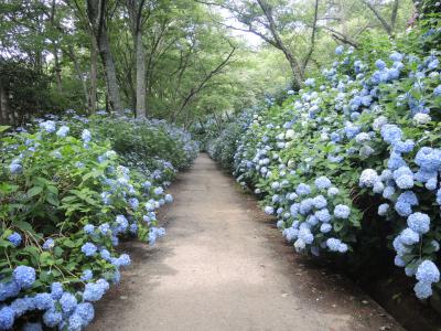 アジサイの花1