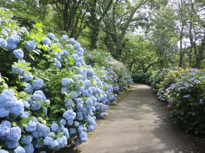 アジサイの花5