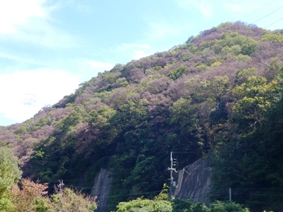 交野市のナラ枯れ