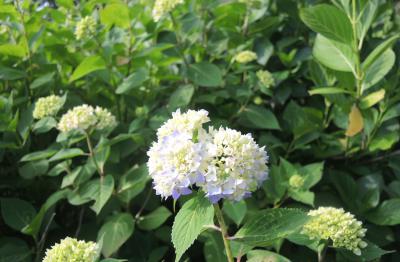 ぬかた園地のアジサイの花1