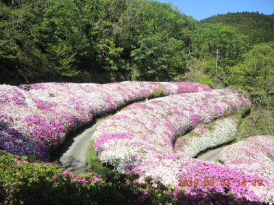 なるかわ園地のつつじ園1