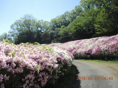 なるかわ園地のつつじ園2