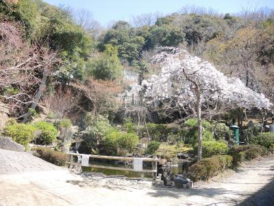 野崎観音の桜