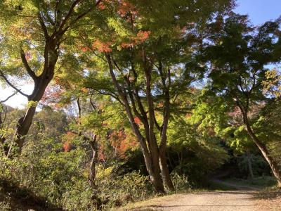 むろいけ園地の紅葉