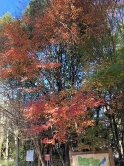 紅葉の様子