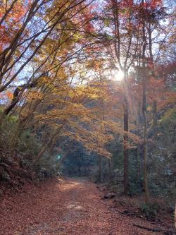 ふれあいの森の紅葉3