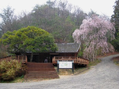 くろんど園地の桜