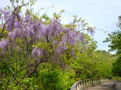 らくらく登山道の藤