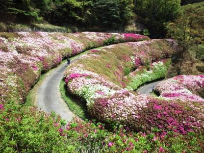 画像です。なるかわ園地のツツジ