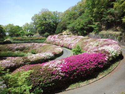 画像です。なるかわ園地のツツジ2