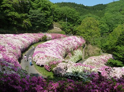 画像です。なるかわ園地のツツジ2