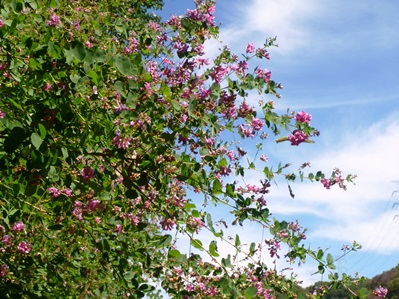 ハギの花