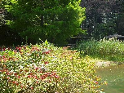 紅葉始めたすいれん池