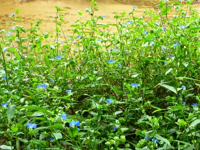 ツユクサの花