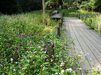 湿生花園