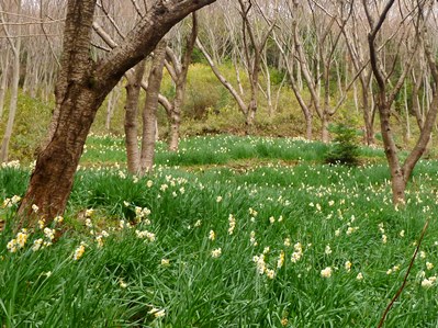 高尾山の水仙の開花状況です