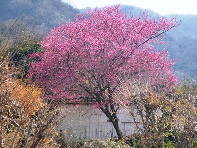 神立地区の梅