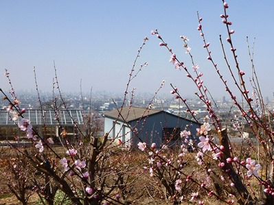 神立の花木