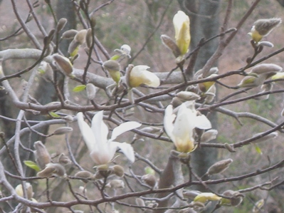 コブシの花