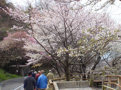 画像です。らくらく登山道の桜