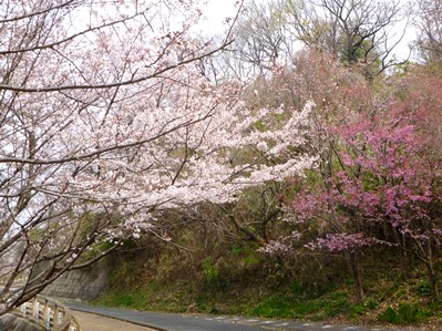 画像です。らくらく登山道の桜