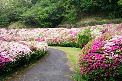 なるかわ園地のあじさい