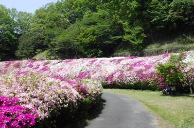 つつじの谷の途中の広場