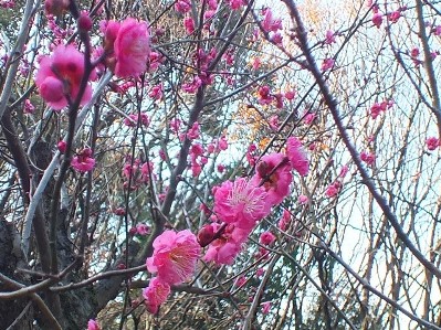 画像です。四條畷神社梅林