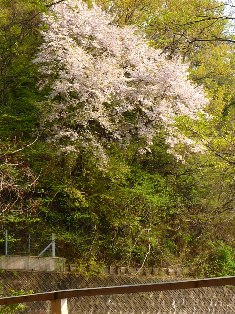 4月18日、らくらく登山道沿いのヤマザクラ