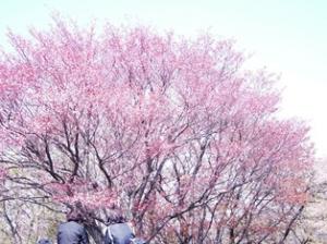 画像です。4月13日の旗立山の桜