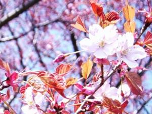 画像です。4月13日の旗立山の桜2